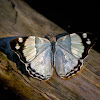 Purplewing Butterfly