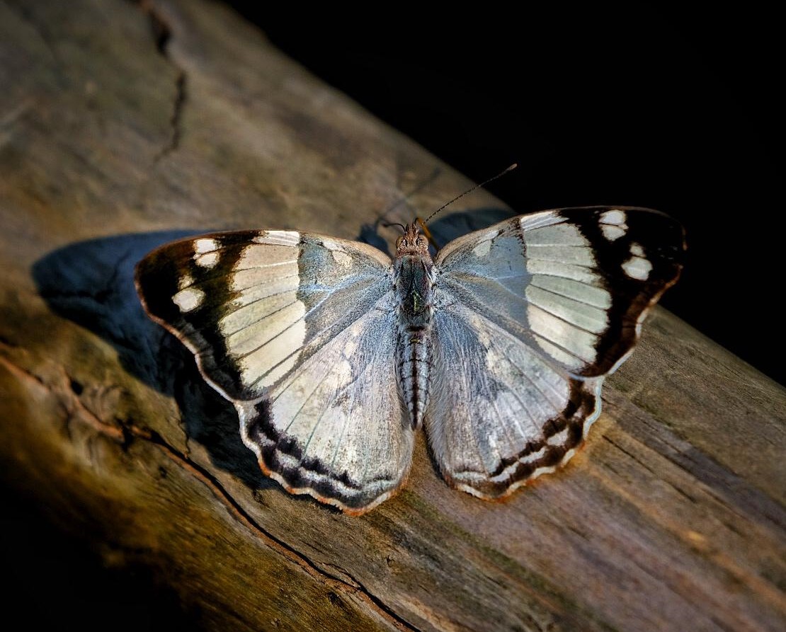 Purplewing Butterfly