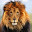 Lion Wallpaper HD New Tab