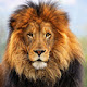 Lion Wallpaper HD New Tab