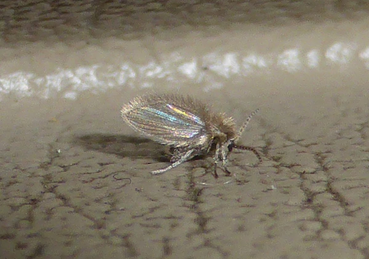 Moth Fly