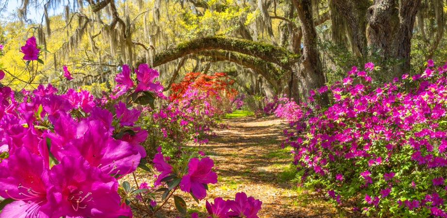 Pink azalea bushes and trees with branches that reach across a dirt path at Magnolia Plantation and Gardens in Charleston, SC.