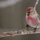 Common Redpoll