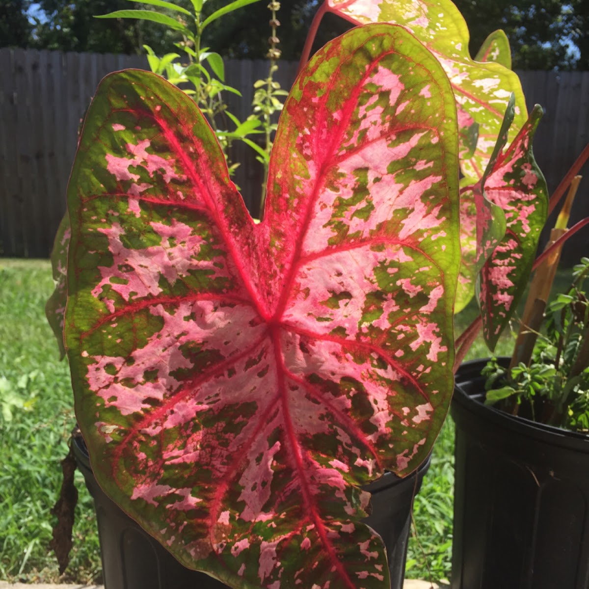 Caladium