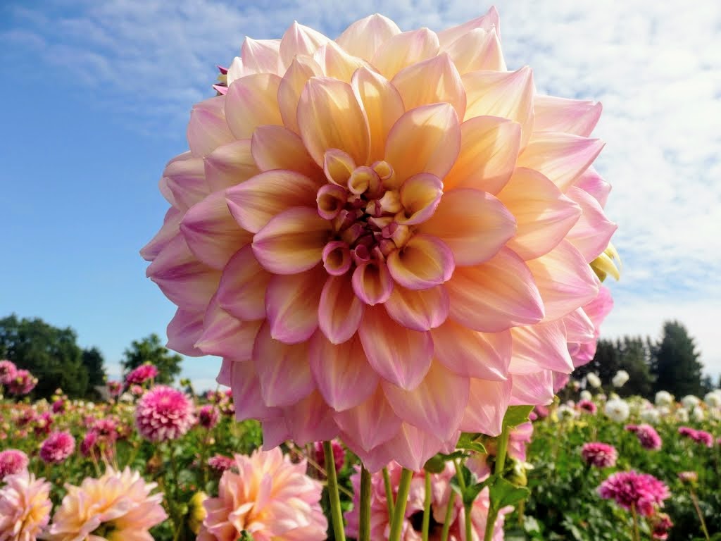 Swan Island Dahlias