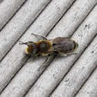 Mason bee, male