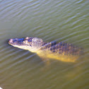 American Alligator