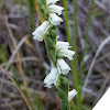 Nodding Ladies' Tresses