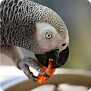 Parrot like Mandarin LiveWP  Icon