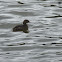 pied billed grebe