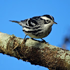 Black-and-white warbler