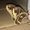 Cecropia Moth