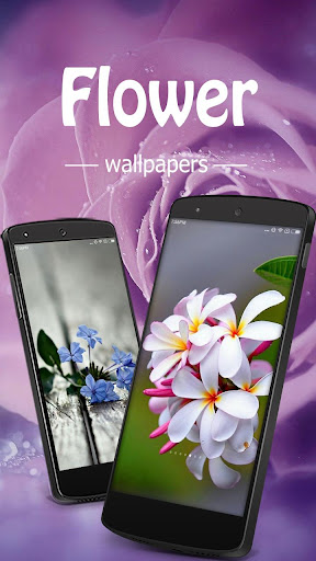 Beautiful Flower Wallpapers