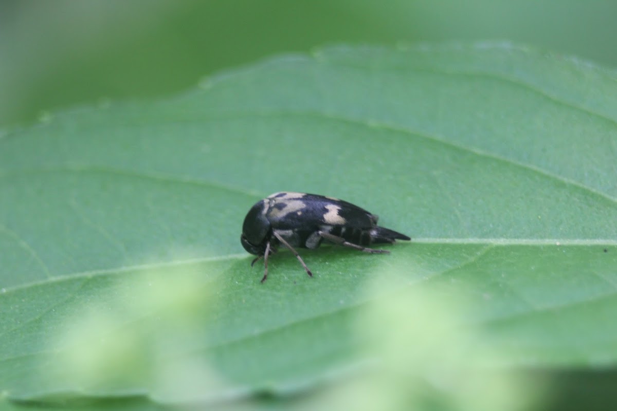 Tumbling Flower Beetle