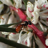 Red Reed Bee