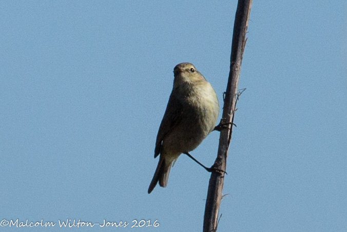 Chiffchaff; Mosquitero Común