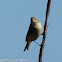 Chiffchaff; Mosquitero Común