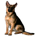 German Shepherd Chrome extension download