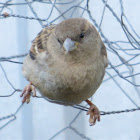 House Sparrow (female)