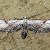 Geometrid Moth