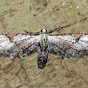 Geometrid Moth