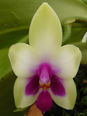 Phalaenopsis violacea (étiqueté Borneo) YuFNWhcOnuOh-i8Q09d2c6OpGviCqGvsykQFZ4X8VZE=w170-h227-p-no