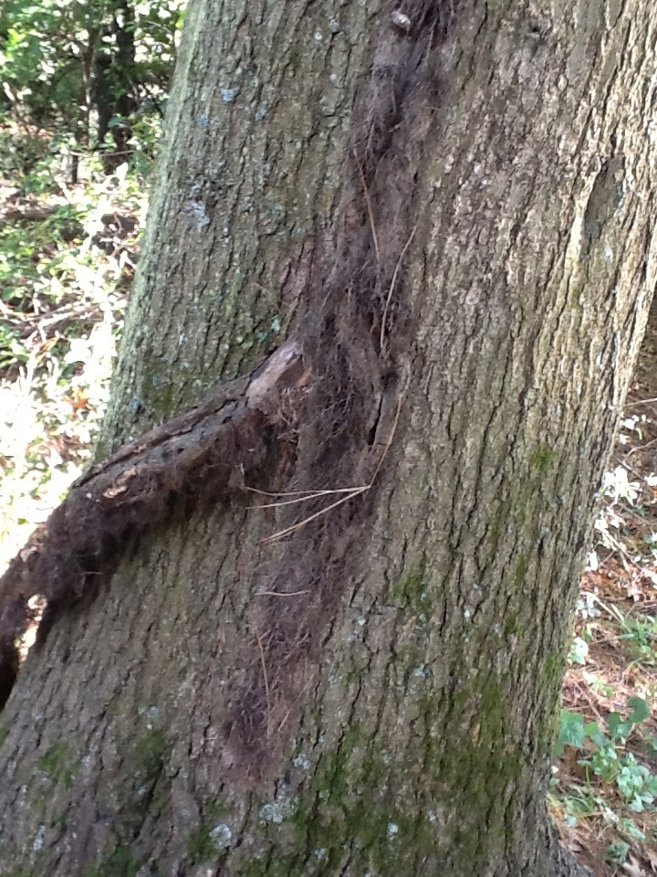 Climbing poison ivy vine