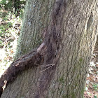 Climbing poison ivy vine