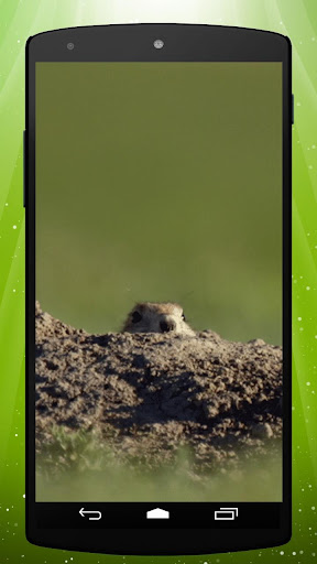 Peeping Beaver Live Wallpaper