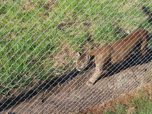 Big Cats Rescue & Refuge South Africa 2017