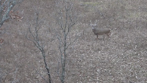 Kansas and Oklahoma Whitetails thumbnail