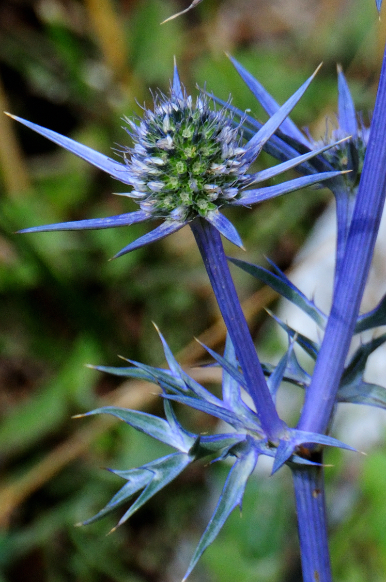 Mediterranean sea holly; Cardo panical