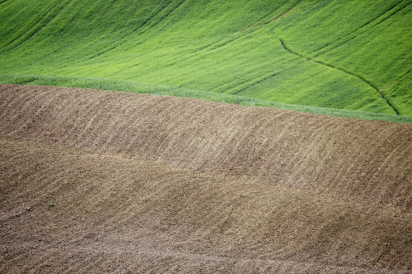 Colori di...campo di stefanogaleotti