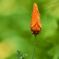 California Poppy di 