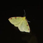 Brimstone Moth