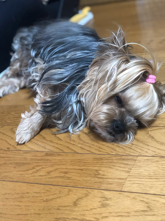 あかさんが投稿したミニ四駆はじめました・ミニ四駆初心者・愛犬・愛犬の新車に関するカスタム事例の投稿画像1枚目