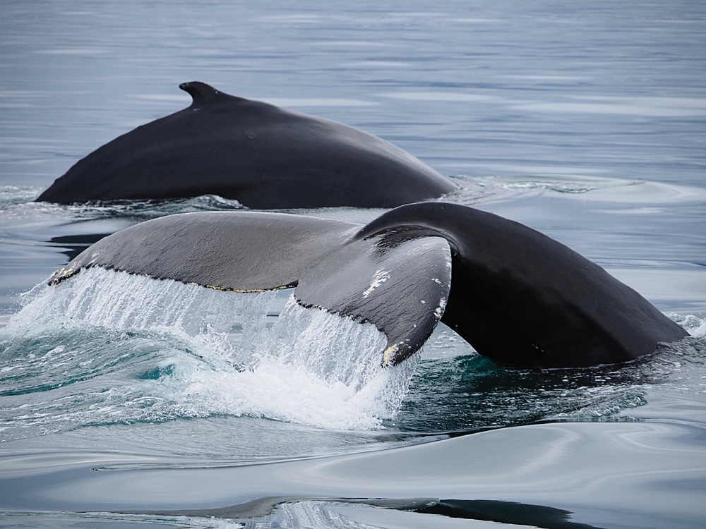 Yubarta (Humpback whale)