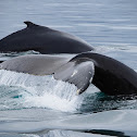 Yubarta (Humpback whale)