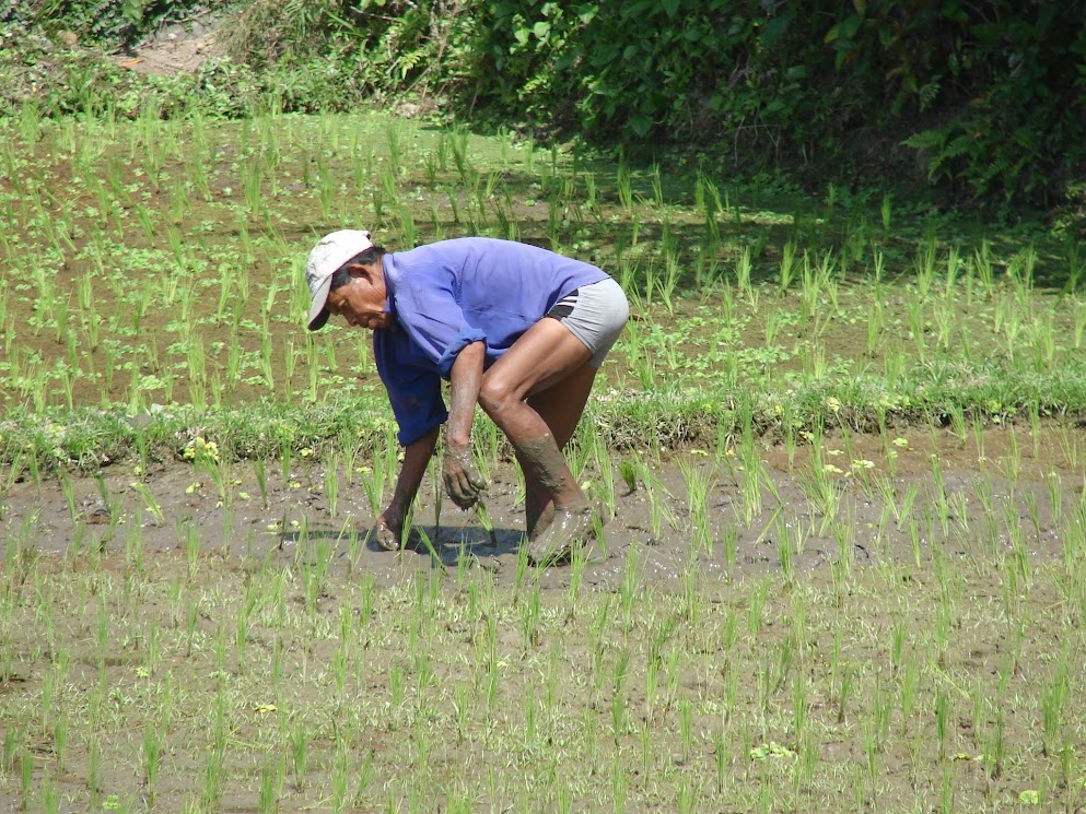 rizières ubud