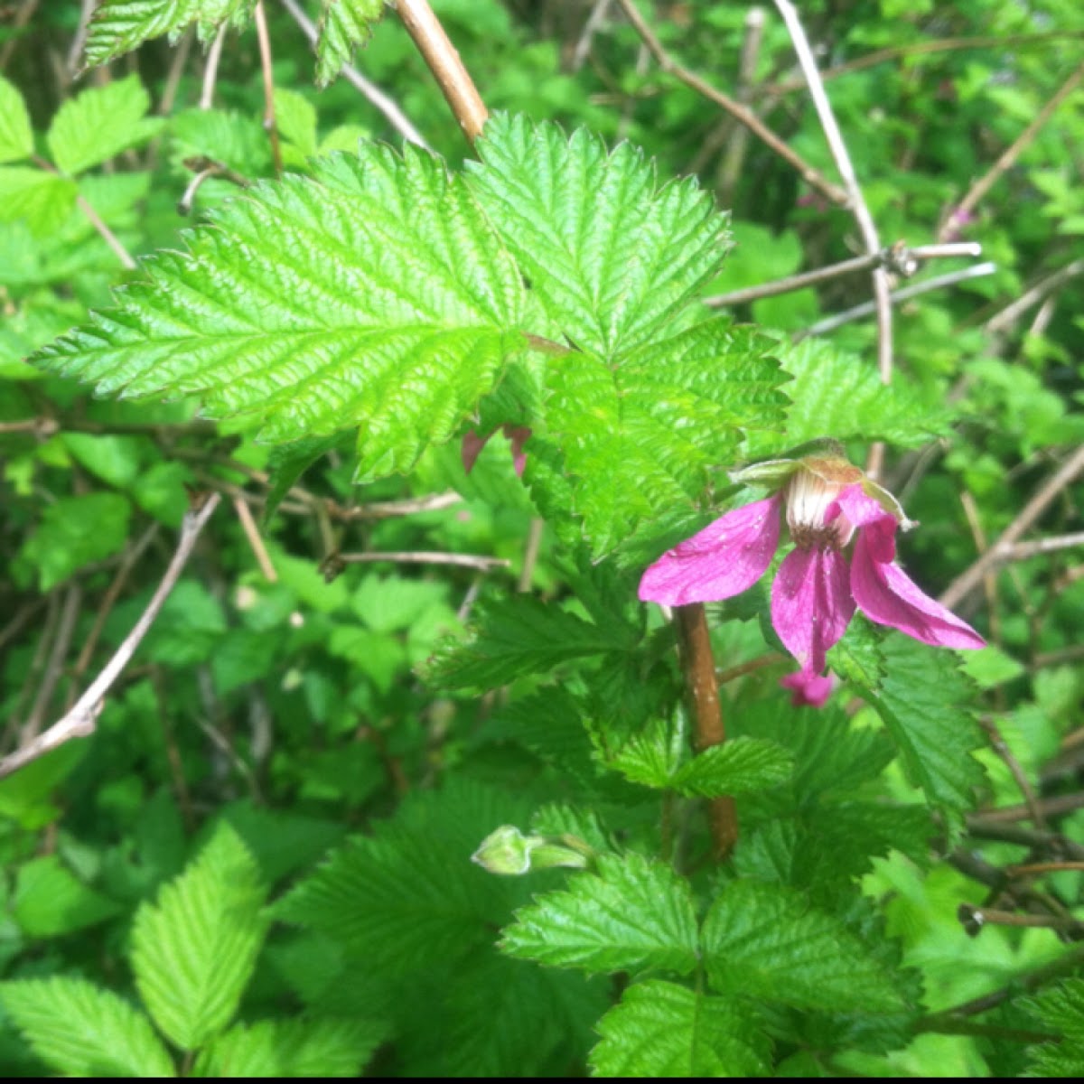 Salmon berry, salmonberry