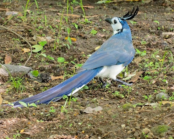 White-throated Magpie Jay