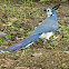 White-throated Magpie Jay