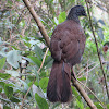 Andean guan