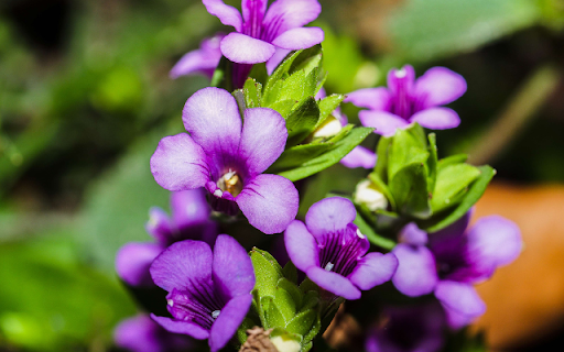 Branch with Small Purple Blooms Preview 1