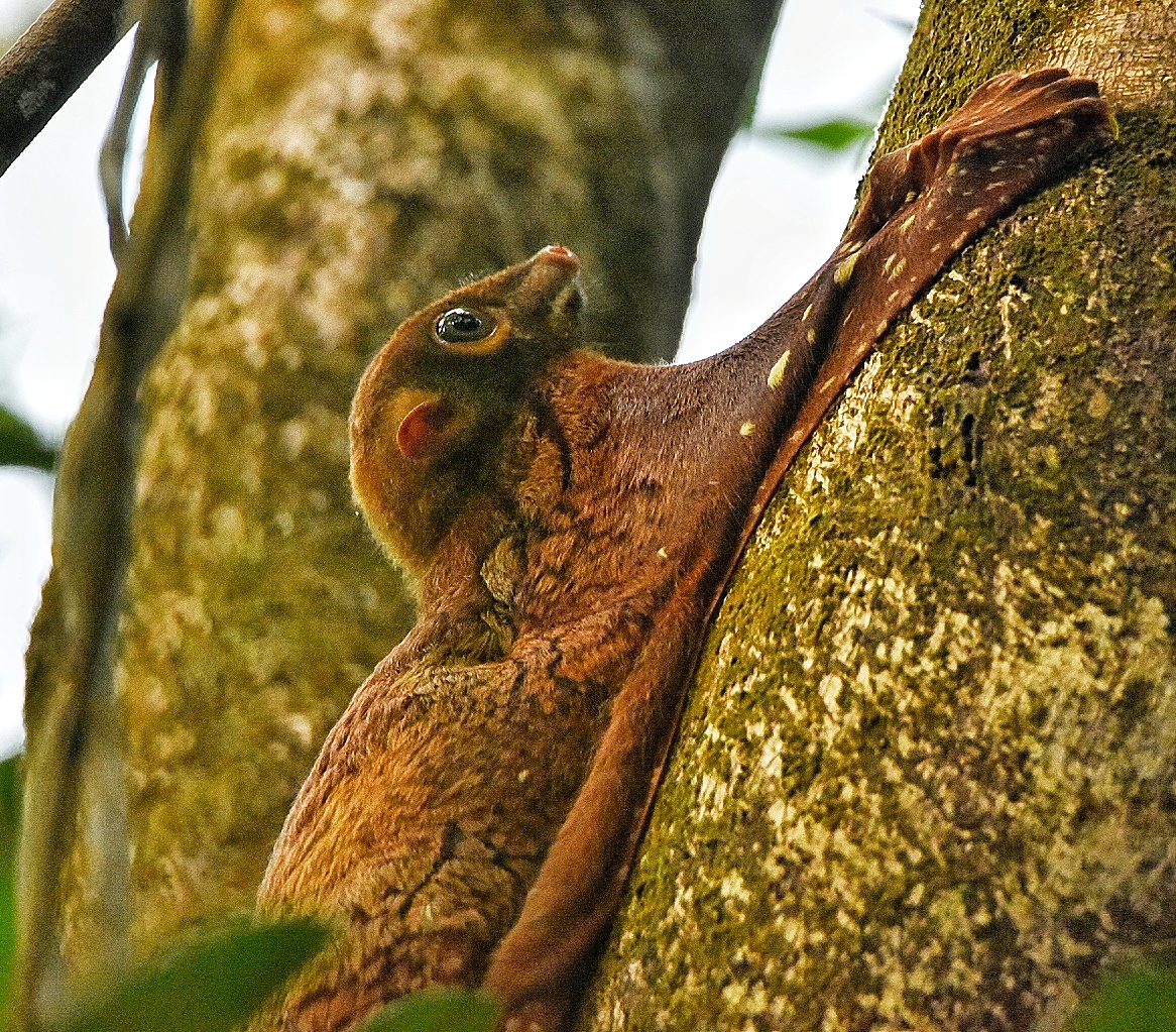 Bornean Colugo