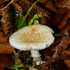 False death cap (Αμανίτης ο κίτρινος)