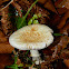 False death cap (Αμανίτης ο κίτρινος)