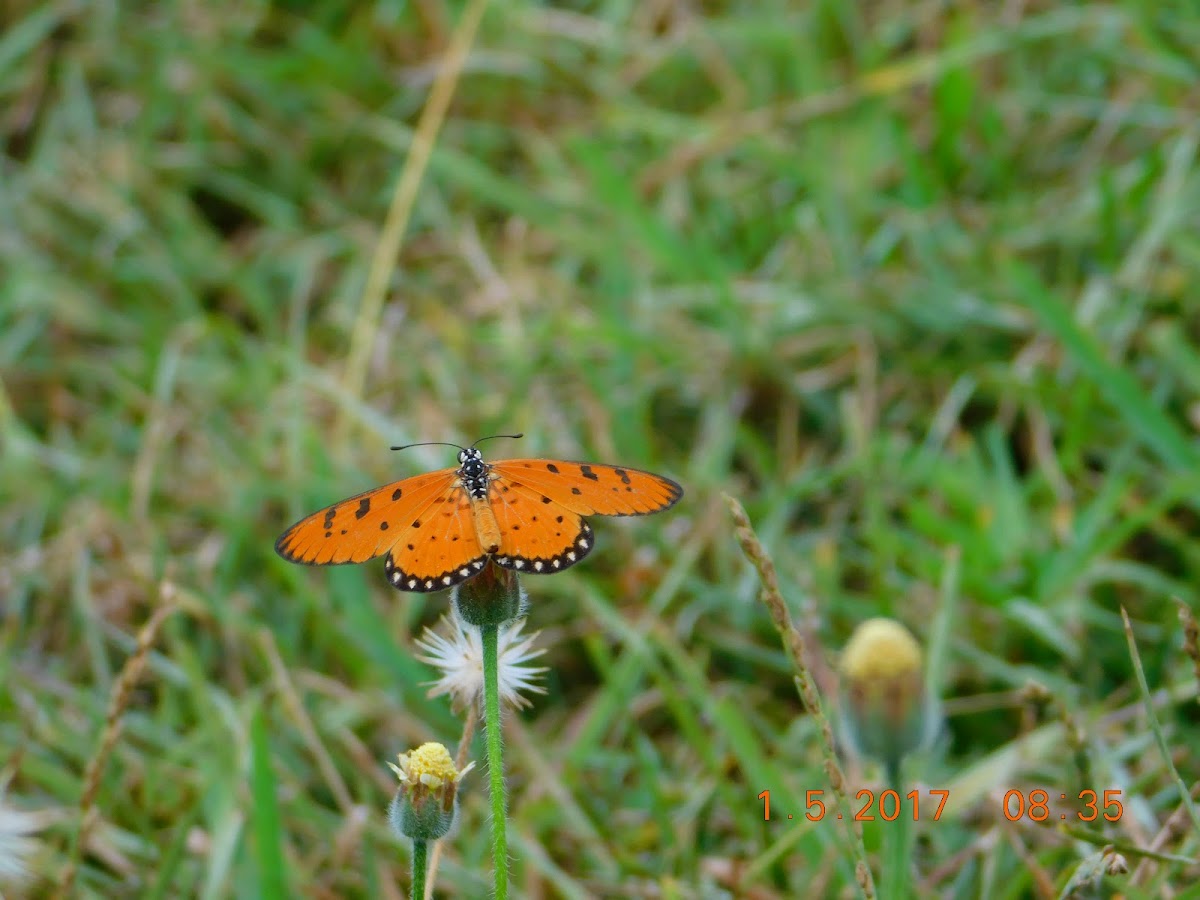 TAWNY COSTER