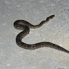 Malagasy Ground Boa