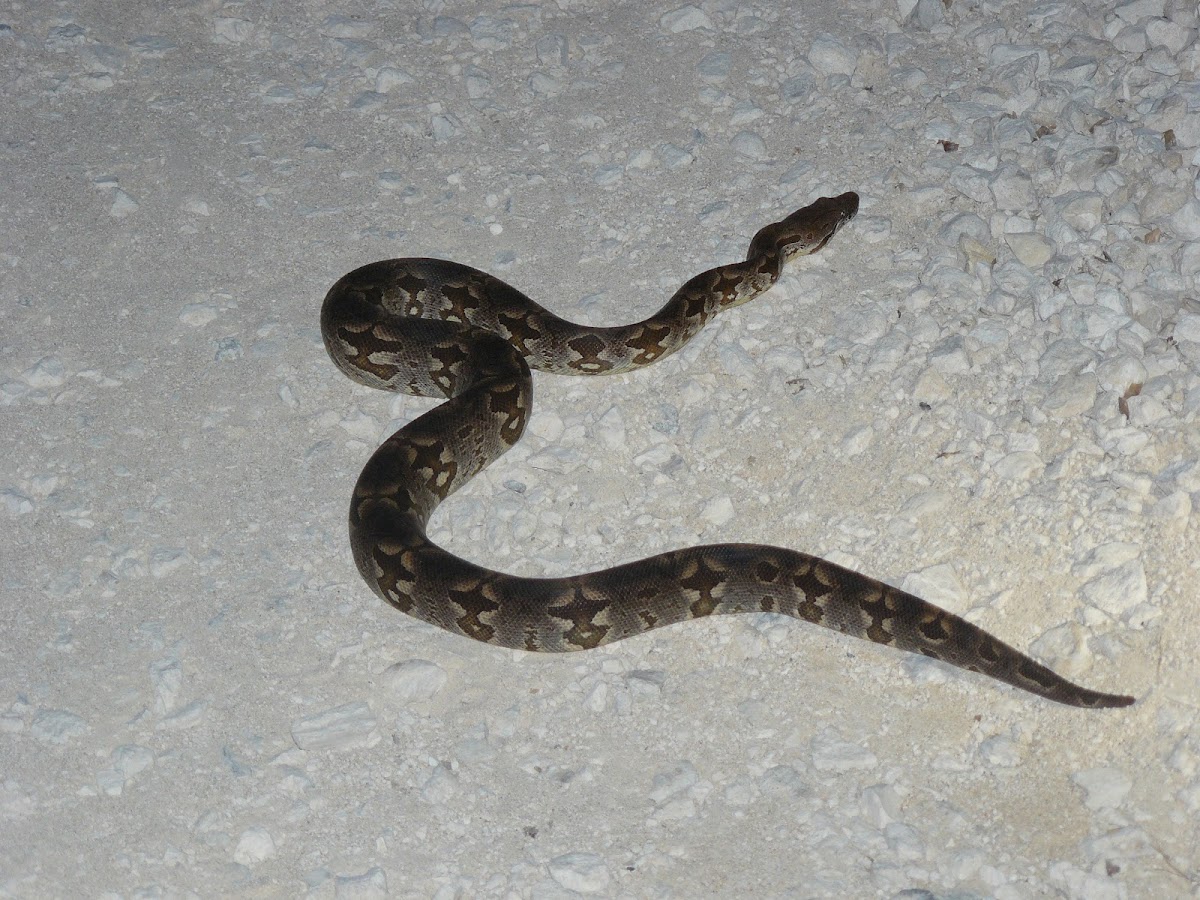 Malagasy Ground Boa